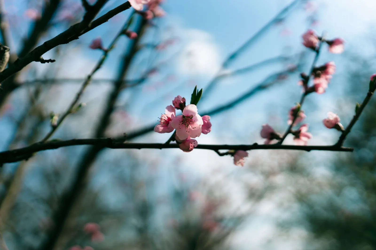 A vibrant close-up of pink cherry blossoms on a branch during spring, set against a clear sky.